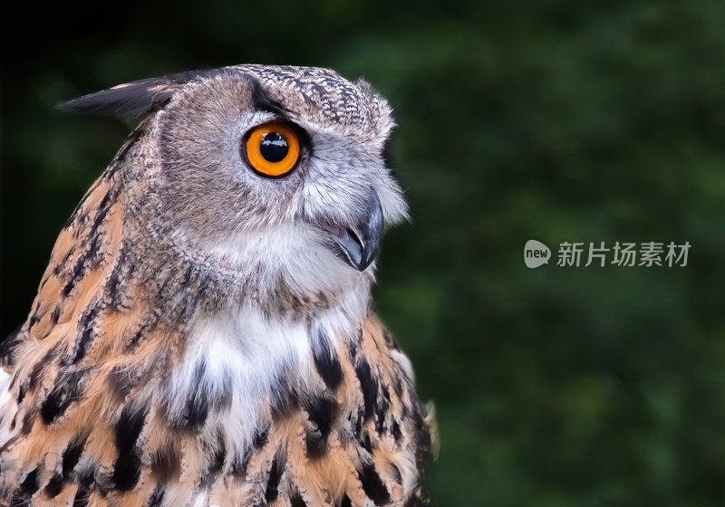 欧亚鹰鸮(Bubo Bubo)近照